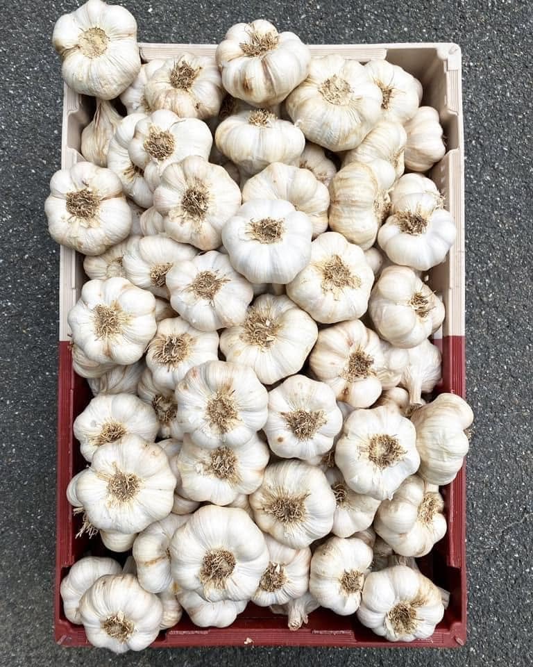 Cagette de têtes d'ail blanc nettoyées