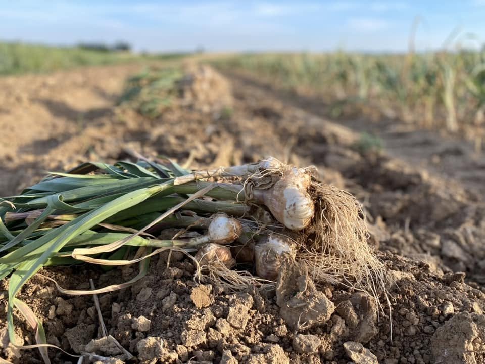 Ail fraîchement arraché posé sur la terre du champ